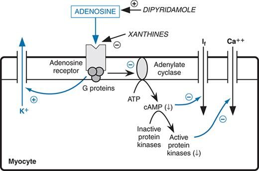 arry adenosine Mechanism-of-antiarrhythmic-action-of-adenosine.